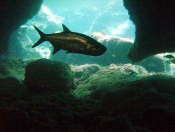 cavetarpon_JPG