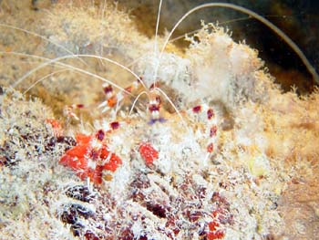 shrimp4_JPG