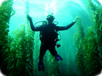 Channel Islands Scuba Diving