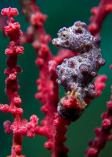 Areuni Indonesia Scuba Trip Komodo