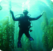 Master Scuba Diver Recognition