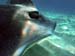 stringray