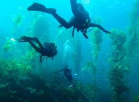 Students in Anacapa Island Open Water students diving Anacapa Island